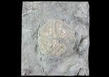 Edrioasteroid (Edriophrus) Fossil - Brechin, Ontario #68339-1